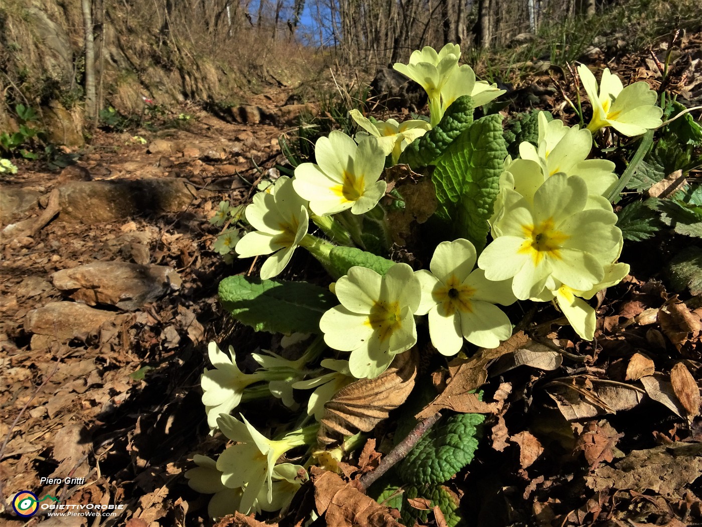 19 Bouquet di primule gialle (Primula vulgaris) .JPG